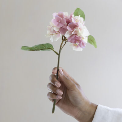 Hydrangea Mauve