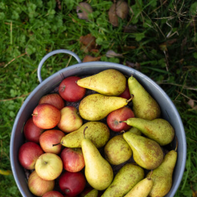Windfall Bucket