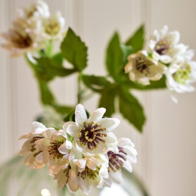 Astrantia Spray White