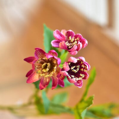 Astrantia Spray Dark Pink