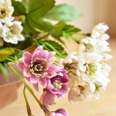 Astrantia Sprays
