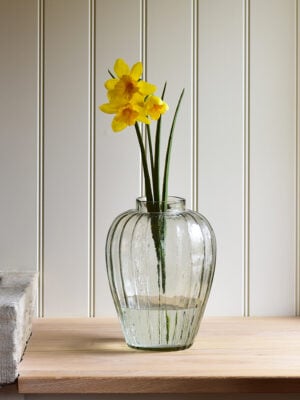 Daffodil Stem Yellow