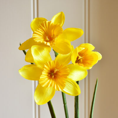 Daffodil Stem Yellow