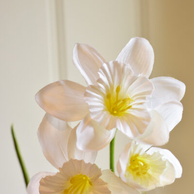 Narcissi Stem White
