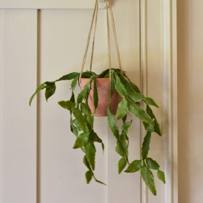 Hanging Cactus in Pot