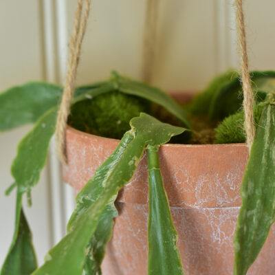 Hanging Cactus in Pot