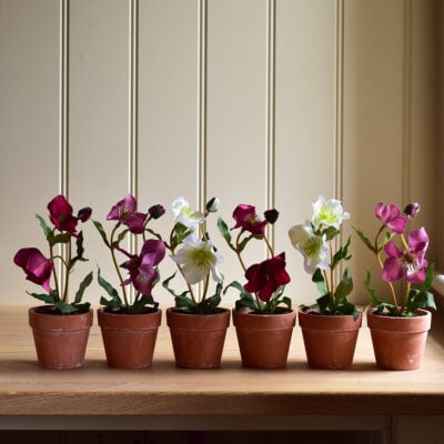 Hellebore in Pot Mix