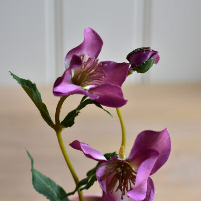 Hellebore in Pot Mix