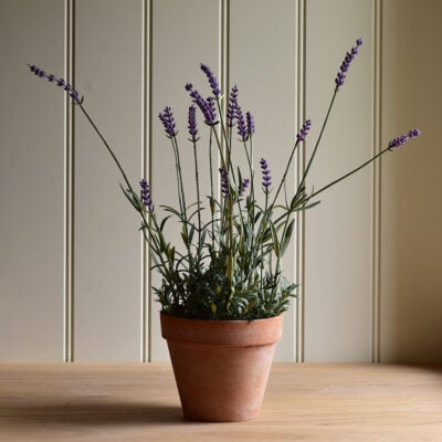 English Lavender in Pot