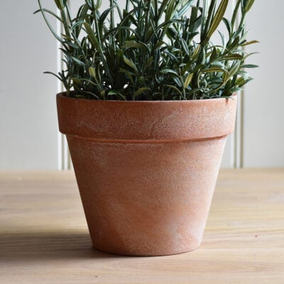 English Lavender in Pot