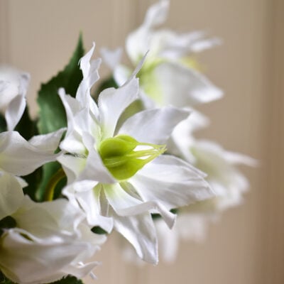 Hellebore Double White
