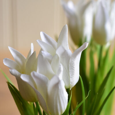 Dwarf Tulip on Moss Ball White