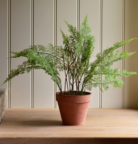 Lace Fern in Pot