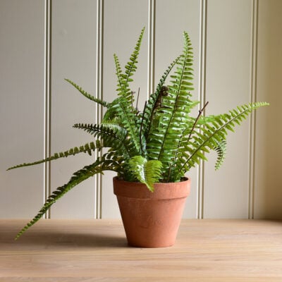 Boston Fern in Pot