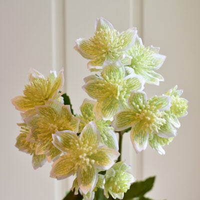 Astrantia Spray Apple White