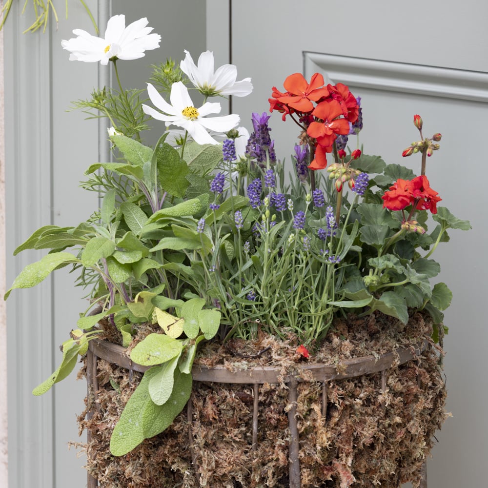 Raised Planter